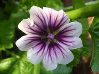 Garten 003.webp