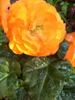 Garten 006.webp