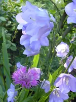 Garten 008.webp