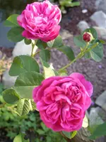 Garten 009.webp