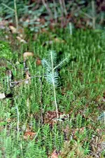 Baum.webp