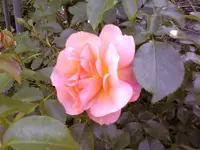 27534.webp