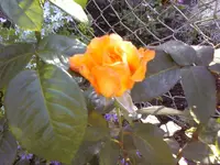 27540.webp