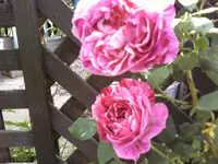 27535.webp