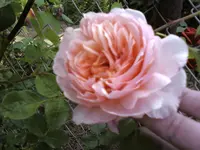 27537.webp