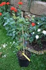 Rote Kletterrose ''Thats Jazz''.webp