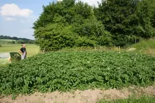 Kartoffelfeld.webp