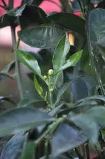 sinensis.JPG