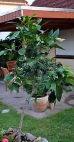 sinensis5.webp
