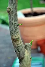 sinensis4.JPG