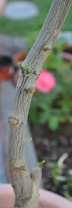 sinensis3.webp
