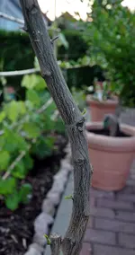 sinensis2.JPG