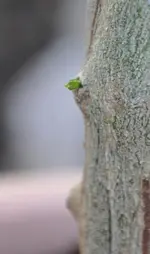 sinensis1.webp