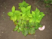 IMG_1235.webp