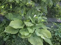 Gartenhosta3.webp