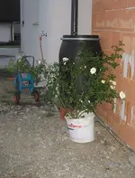 IMG_1236.webp