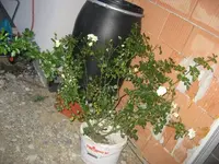 IMG_1237.webp