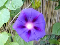 IMGP2830.webp
