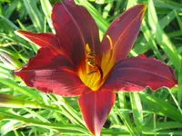 IMG_black emanuelle_1024x768.webp