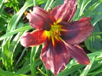 IMG_mildred mitchel1_1024x768.webp