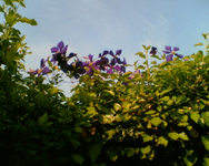 Clematis vom Nachbarn.webp
