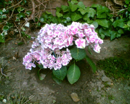 die Hortensie im Beet.webp