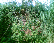 Fliederbaum ohne Efeukleid.webp