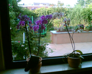 die Orchideen.webp