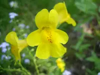 005.webp