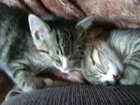 Cats1.webp