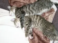 Cats12.webp