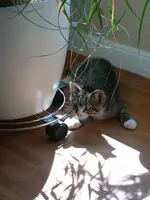 Cats2.webp