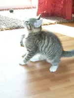 Cats5.webp