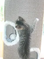 Cats6.webp