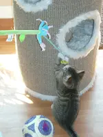 Cats7.webp