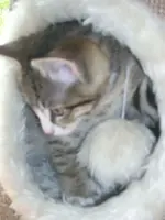 Cats8.webp