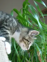 Cats9.webp