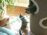 Cats10.webp