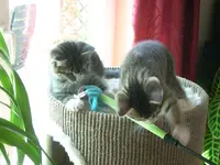 Cats11.webp
