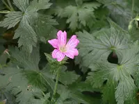 IMGP0065.webp