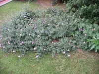 IMGP0063.webp