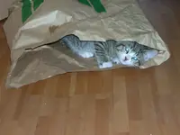 Katze in Tüte.webp