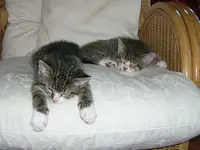 Cats13.webp