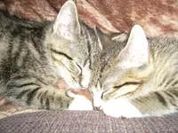 Cats14.webp