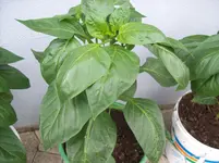 100_1237.webp