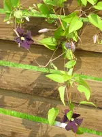 29.06 001.webp