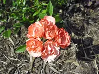 28.06 009.webp