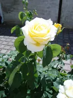 DSC05336.webp