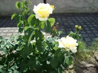 DSC05337.webp