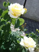DSC05338.webp